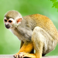 可爱松鼠猴头像,淘气的松鼠猴图片下载