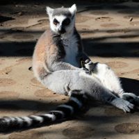 马达加斯加环尾狐猴可爱头像图片大全