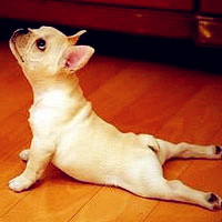 狗狗搞笑图片头像,练瑜伽的狗狗太萌了吧