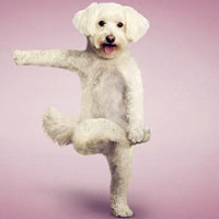 狗狗搞笑图片头像,练瑜伽的狗狗太萌了吧