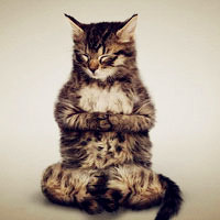 小猫搞笑头像,练瑜伽的猫咪活动活动更健康
