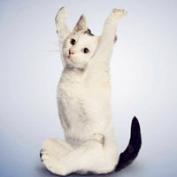 小猫搞笑头像,练瑜伽的猫咪活动活动更健康
