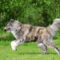 萌宠秋田犬可爱头像,秋田犬斜眼头像图片大全