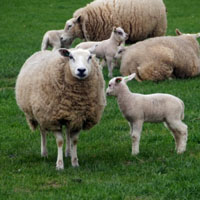 qq羊头像,温顺的羊图片大全,爱爱爱小绵羊