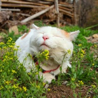 胖猫头像,可爱又搞笑的白色胖猫图片头像大全