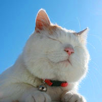 胖猫头像,可爱又搞笑的白色胖猫图片头像大全