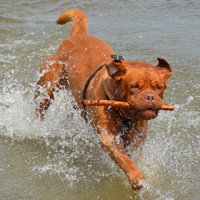 波尔多犬头像图片,强有力、凶猛的獒