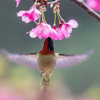 可爱小鸟头像,唯美樱花树太阳鸟图片大全