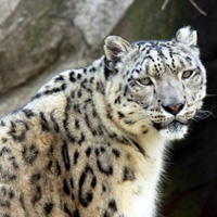 雪豹qq头像,雪豹图片,美丽而濒危的猫科动物