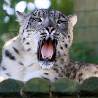 雪豹qq头像,雪豹图片,美丽而濒危的猫科动物