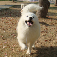萨摩耶犬头像,萨摩耶犬图片,高贵优雅乖巧可爱