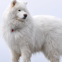 萨摩耶犬头像,萨摩耶犬图片,高贵优雅乖巧可爱