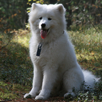 萨摩耶犬头像,萨摩耶犬图片,高贵优雅乖巧可爱