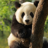 大熊猫头像