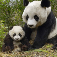 可爱的大熊猫头像,大熊猫图片