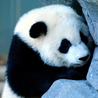 可爱的大熊猫头像,大熊猫图片