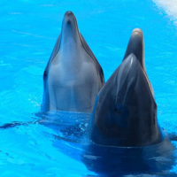 可爱海豚图片头像大全,海豚表演图片下载