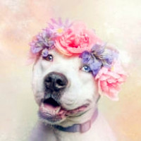 比特犬头像图片,头上戴花的可爱狗狗儿