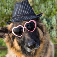 搞笑狗狗头像,呆萌宠物狗狗戴眼镜,戴帽子的