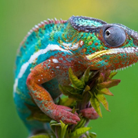 爬虫类稀有的七彩变色龙,变色龙传递信息的方式