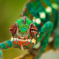 爬虫类稀有的七彩变色龙,变色龙传递信息的方式