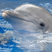 海豚头像,可爱海豚头像,乖巧可爱的海豚图片