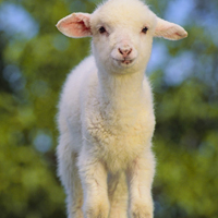 羊头像,可爱温柔的绵羊QQ头像图片大全