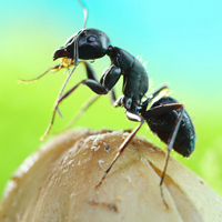 高清蚂蚁按照太奇妙了,爱蚂蚁的来看看吧