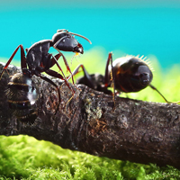 高清蚂蚁按照太奇妙了,爱蚂蚁的来看看吧