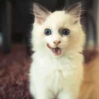 白色可爱小猫咪头像图片,萌萌哒看了就喜欢的