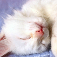 白色可爱小猫咪头像图片,萌萌哒看了就喜欢的