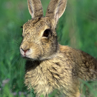 草原上可爱的小兔子QQ头像图片,小兔子乖乖