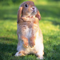 草原上可爱的小兔子QQ头像图片,小兔子乖乖