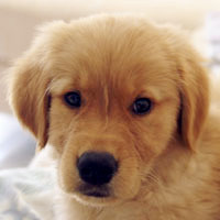 大金毛可爱QQ头像图片,爱狗狗的必备的宠物金毛犬