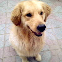 大金毛可爱QQ头像图片,爱狗狗的必备的宠物金毛犬