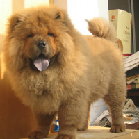 可爱的松狮犬,胖胖的萌萌的好可爱