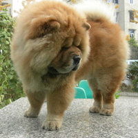 可爱的松狮犬,胖胖的萌萌的好可爱