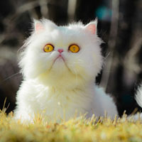 萌态十足的猫咪可爱QQ头像高清晰图片