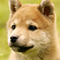 秋田犬可爱头像,萌萌的样子你一定会喜欢它的