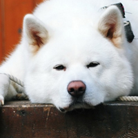 秋田犬可爱头像,萌萌的样子你一定会喜欢它的