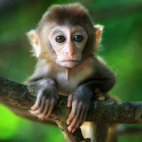 可爱小猴子头像,上蹿下跳的小猴子图片