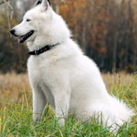 阿拉斯加雪橇犬可爱头像图片,好好的萌人又喜欢