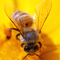 勤劳的小蜜蜂唯美头像图片,花丛中采蜜