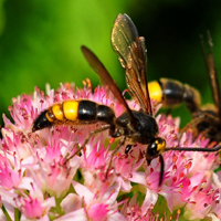 马蜂(胡蜂)唯美QQ图片,在花丛中寻觅着