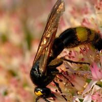 马蜂(胡蜂)唯美QQ图片,在花丛中寻觅着