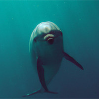 海底的世界太神奇了,各种庞鱼,海豚你没有见过的