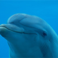 海底的世界太神奇了,各种庞鱼,海豚你没有见过的