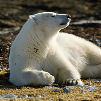 北极熊高清唯美,白色的憨憨的太好看了