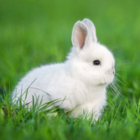 可爱兔子的头像,小兔头像 可爱图片