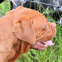 可爱波尔多犬QQ头像图片,爱狗狗的朋友使用的